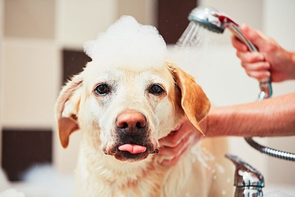 Mơ thấy tắm chó – Chiêm bao thấy tắm chó đánh con gì?