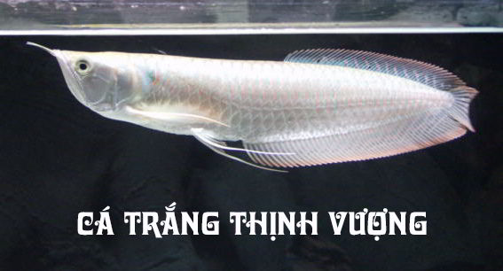 Mơ thấy cá trắng đánh con gì? Chiêm bao thấy cá trắng là điềm gì?