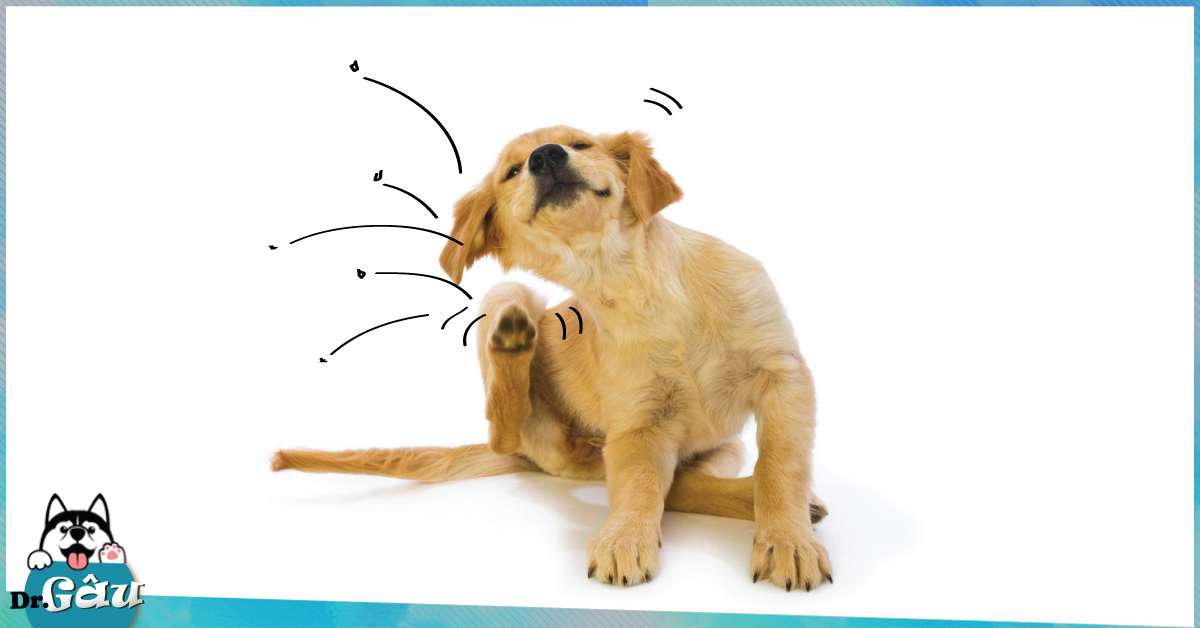 Mơ thấy bắt rận cho chó – Chiêm bao thấy bắt rận cho chó đánh con gì?