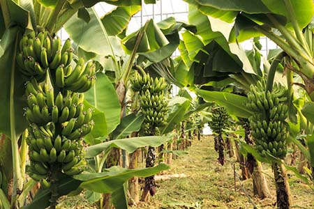 Mơ thấy quả chuối - Giải mộng chiêm bao thấy quả chuối đánh con gì?