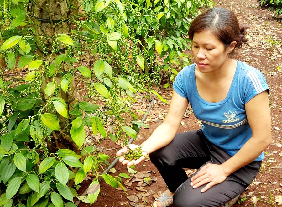Mơ thấy quả rụng – Giải mộng chiêm bao mơ thấy quả rụng đánh con gì?